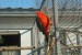 Papagaj Kraľovký2