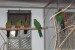 Papagáj Kráľovský obr.2